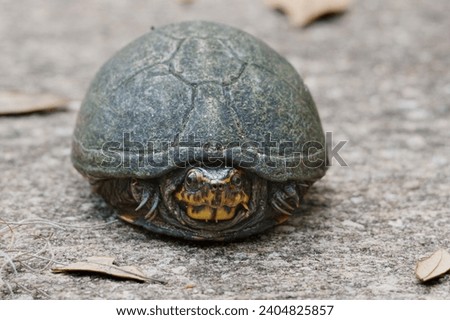 Cute Little Eastern Mud Turtle on the Walkway Royalty-Free Stock Photo #2404825857