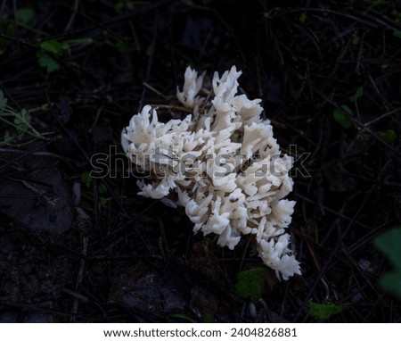 Coral fungus clavariaceae growing in the forest in autumn. Royalty-Free Stock Photo #2404826881