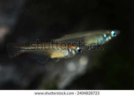 Pair of Pectoral fin spot ricefish (Oryzias pectoralis) or Chinese Medaka Royalty-Free Stock Photo #2404828723
