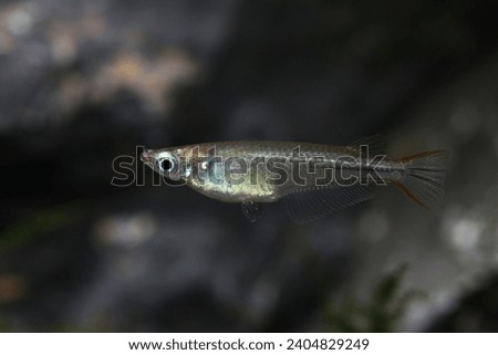 Pectoral fin spot ricefish (Oryzias pectoralis) or Chinese Medaka Royalty-Free Stock Photo #2404829249