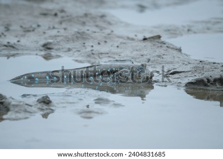 
A mudskipper from the family Oxudercidae on a muddy backish water body, natural bokeh background