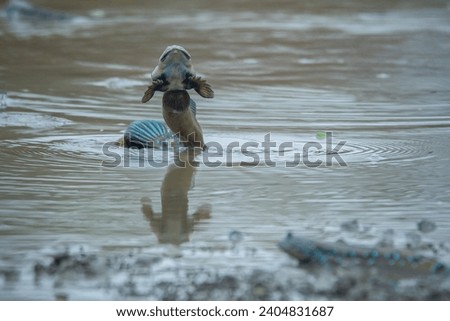 
A mudskipper from the family Oxudercidae jump on a muddy backish water body, natural bokeh background
