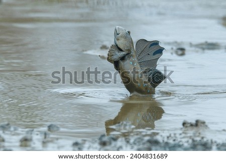 
A mudskipper from the family Oxudercidae jump on a muddy backish water body, natural bokeh background