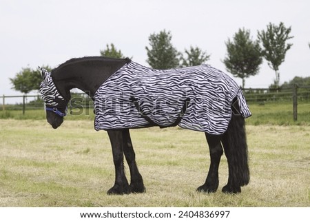 Friesian horse with fly-mask and fly-blanket Royalty-Free Stock Photo #2404836997