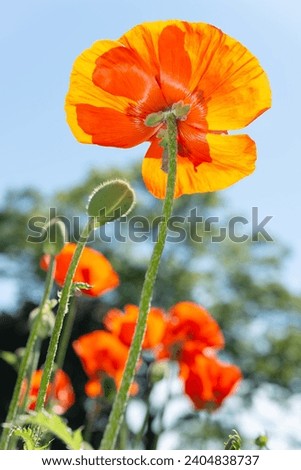 backlighting on orange papaver orientale or poppy flowers pictured against a blue sky with tree in spring