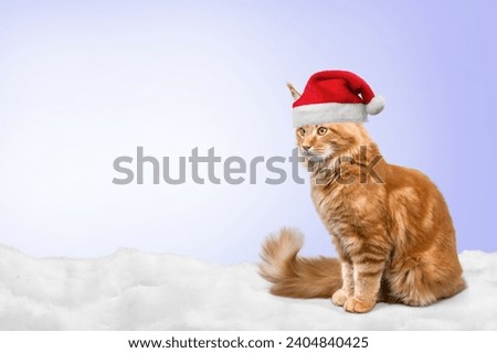 New Year card. Cute cat in Santa hat