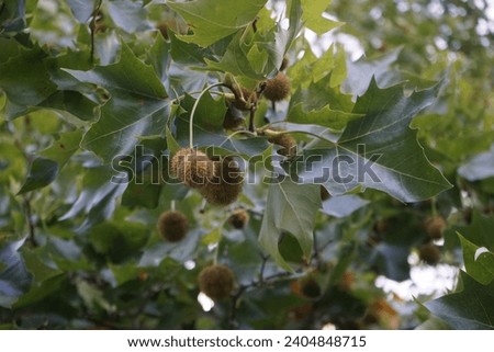 Platanus hispanica with fruits grows in September. Platanus acerifolia, Platanus hispanica, hybrid plane, London plane or London planetree is a tree in the genus Platanus. Berlin, Germany Royalty-Free Stock Photo #2404848715