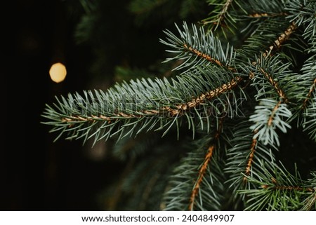 Fresh spruce branches on a dark background. Place for text.