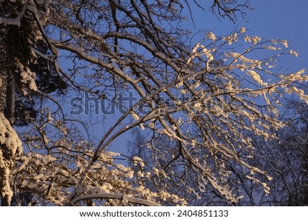 Stunning winter pictures from a beautiful nature. Snow on the trees against a wonderfully sky makes for this fantastic photo. Perfect as a background image to illustrate winter. GoranOfSweden