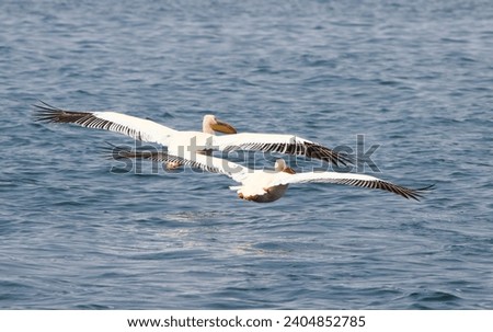 Pelicans in full flight with wings extended over Walvis Bay Royalty-Free Stock Photo #2404852785