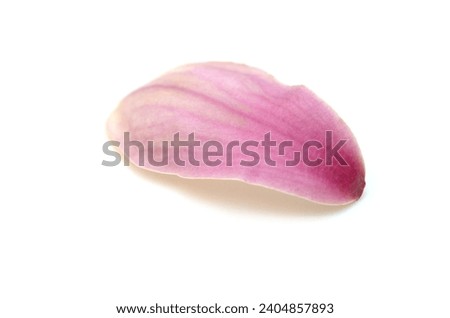 A pink magnolia petal on white