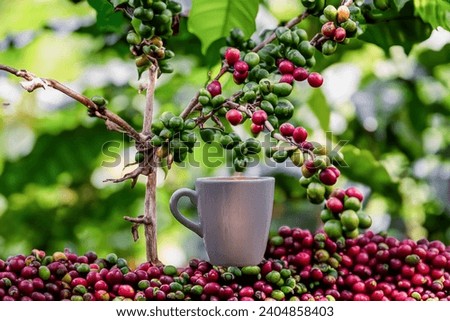 Photography of a coffee Planation