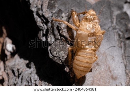 Cicada cocoon, abandoned cicada shell on tree trunk, concept of new life or freedom, shedding skin. Royalty-Free Stock Photo #2404864381