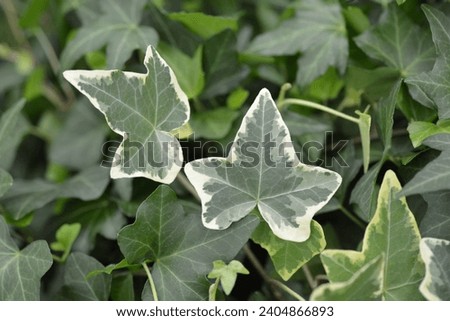 Variegated English Ivy leaves - Latin name - Hedera helix Variegata Royalty-Free Stock Photo #2404866893