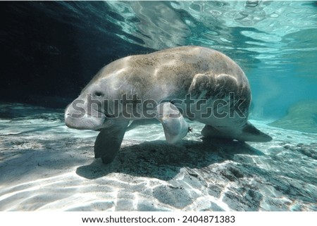 Amazonian Manatee (Trichechus inunguis) This freshwater mammal is found in the Amazon River and its tributaries.