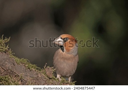 An remarkable, unusual,
 outstanding, incredible, 
unique,  
prominent and atypical  bird of Europe. A fantastic hawfinch with a huge head and beak from the finch family. Royalty-Free Stock Photo #2404875447