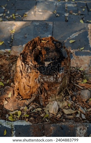 Close-up view of a cut tree trunk with roots still in the ground 