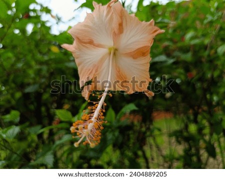 Hibiscus rosa-sinensis L or bunga sepatu, bunga raya, uribang.  A flower with a beautiful orange crown and pistil