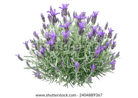 Spanish lavender or lavandula stoechas plant isolated on white. French or topped lavender flowering bush. Spring purple flower spikes and silvery leaves. Royalty-Free Stock Photo #2404889367