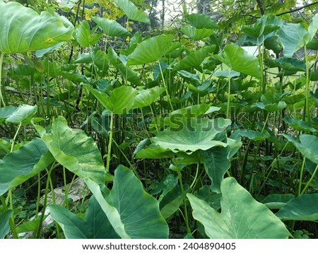 Colocasia gigantea, also called giant elephant ear or Indian taro, is a 1.5–3 m tall herb with a large, fibrous corm, producing at its apex a whorl of large leaves. 