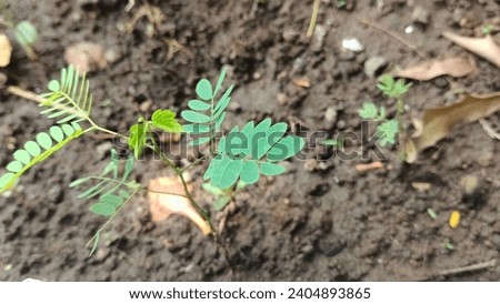 Botanical growth in green field with selective focus on plant leaf. Royalty-Free Stock Photo #2404893865