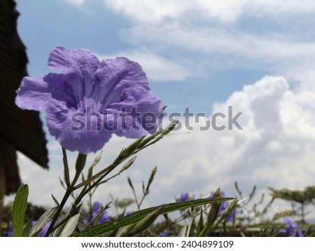 purple trumpet flower background white clouds and blue sky sunny day