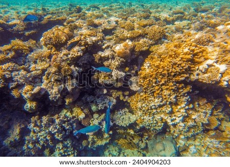 coral reef with inhabitants for background
