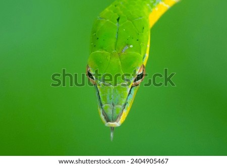 Close up of malayan vine snake ahaetulla mycterizans with natural bokeh background