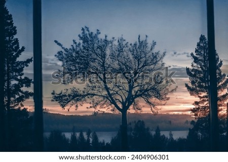 beautiful nature picture photoshoot of the tree