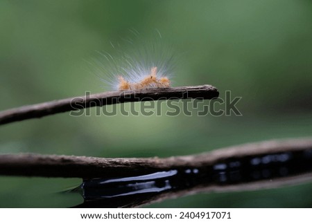 a orange caterpillar with a small hair