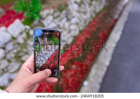 A smartphone shooting piled up red leaves in the narrow gutter in autumn