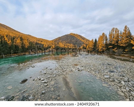 Shallow river and many river rocks. Low water season. Wide shallow river in late autumn, the Argut mountain river in Altai. Royalty-Free Stock Photo #2404920671