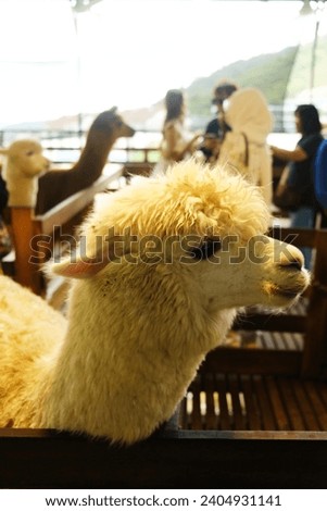 Selective focus picture with noise effect of alpaca head at petting zoo.
