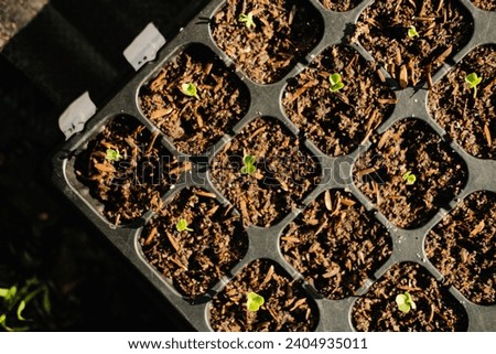 Top view photo of plants growing from seeds in a tray. Healthy growth using cocopeat and effort to stay alive, organic. Agriculture and home gardening concept. Royalty-Free Stock Photo #2404935011