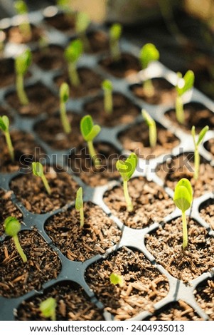 Top view photo of plants growing from seeds in a tray. Healthy growth using cocopeat and effort to stay alive, organic. Agriculture and home gardening concept. Royalty-Free Stock Photo #2404935013