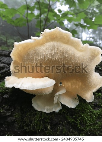 Hericium erinaceum,beautiful wild mushrooms,shiitake,
a beautiful mushroom,edible mushrooms,Pretty mushroom picture,a picture of a wild mushroom,wild mushroom