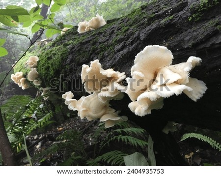 Hericium erinaceum,champignon,natural mushroom,wild mushroom,seta, hongo,Pretty mushroom picture,a picture of a wild mushroom,spirit, mushrooms, food, background, close,erinaceus, gloucestershire,