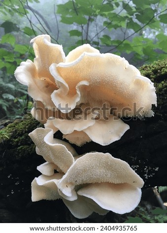 Hericium erinaceum,beautiful wild mushrooms,mushrooms growing in the high mountains,champignon,natural mushroom,wild mushroom, hongo,Pretty mushroom picture,a picture of a wild mushroom,wild mushroom