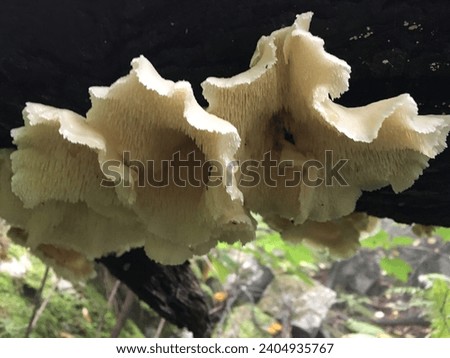 Hericium erinaceum,beautiful wild mushrooms,mushrooms growing in the high mountains,champignon,natural mushroom,wild mushroom, hongo,Pretty mushroom picture,a picture of a wild mushroom,wild mushroom