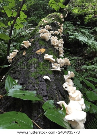 Hericium erinaceum,champignon,natural mushroom,wild mushroom,seta, hongo,Pretty mushroom picture,a picture of a wild mushroom,spirit, mushrooms, food, background, close,erinaceus, gloucestershire,