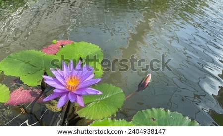 Picture of purple lotus in a pond