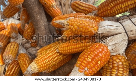 Picture of corn on the cob