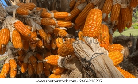 picture of corn on the ground