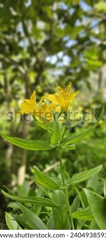 Perfect yellow flower with leaf 