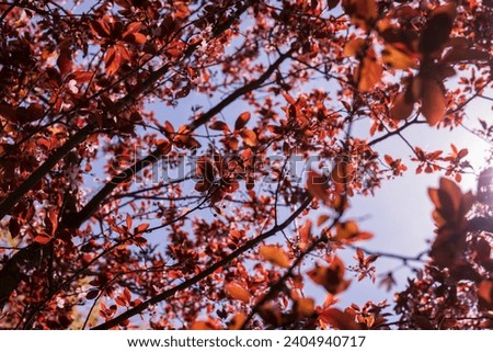 blooming cherry tree with red foliage in the spring season, spring garden with faded red cherry in sunny weather