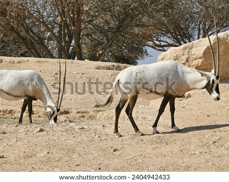 Arabian Oryx Al Ain Zoo natural beauty animals scenery Great Views blue sky clouds trees plant flowers Green background wallpaper HD natural environment earth winning New picture travel holiday Dubai