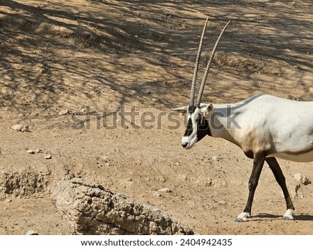 Arabian Oryx Al Ain Zoo natural beauty animals scenery Great Views blue sky clouds trees plant flowers Green background wallpaper HD natural environment earth winning New picture travel holiday Dubai