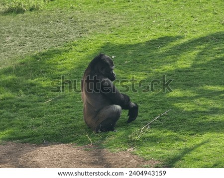 

Western lowland gorilla Al Ain Zoo natural beauty animals scenery Great Views blue sky clouds trees plant flowers Green background wallpaper HD natural environment earth winning New picture travel