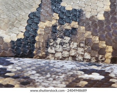 python close up with skin Al Ain Zoo natural beauty animals scenery Great Views blue sky clouds trees plant Green background wallpaper HD natural environment earth winning New picture travel holiday