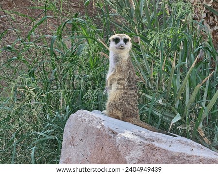 Meerkat Al Ain Zoo natural beauty animals scenery Great Views blue sky clouds trees plant flowers Green background wallpaper HD natural environment earth winning New picture travel holiday Dubai